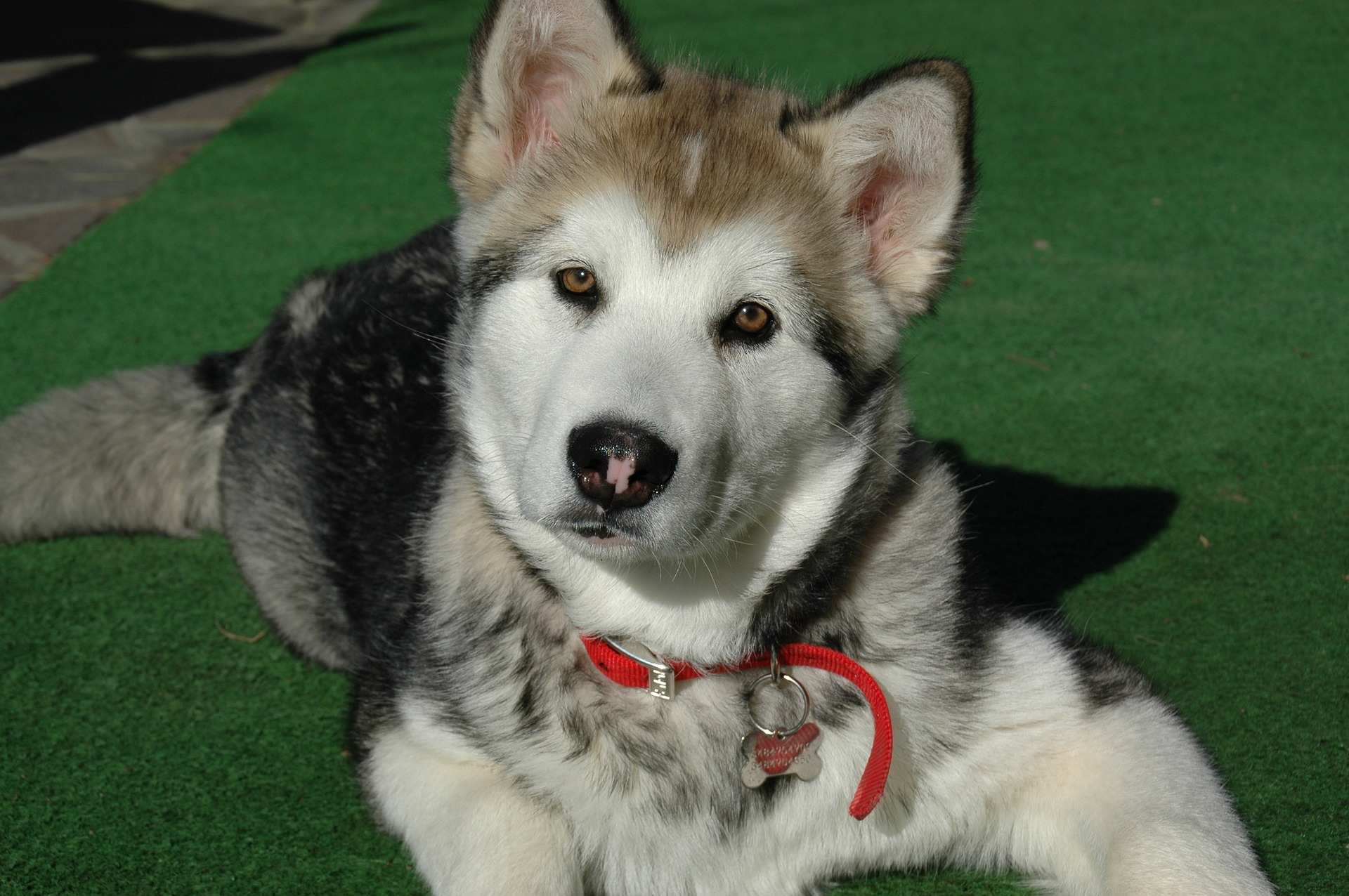 Aljašský malamut od štěněte je velmi živý a touží být aktivní venku. 